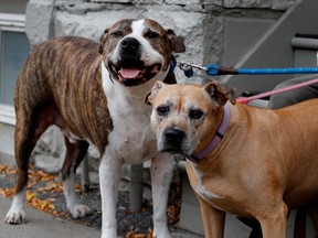 Two pit bulls take a break as their owner walks her two dogs in the Pointe Saint-Charles district of Montreal on Tuesday, Oct. 18, 2016.