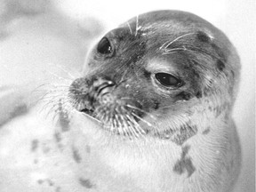 A baby seal had to be euthanized due to injuries after it was rescued Tuesday from the St. Lawrence River. It is not the first time a lost seal has been rescued near Montreal's harbour. The three-month-old seal pictured here was rescued and successfully treated at the Biôdome back in 1994.