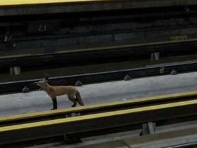 A red fox on the tracks of the McGill métro station.
