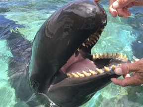 n this May 9, 2017, photo, Kina, a 40-year-old false killer whale, works with trainer Jeff Pawloski at Sea Life Park in Waimanalo, Hawaii.