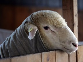 A sheep growing competition will be among the many events taking place at the 161st Brome County Fair from Sept. 1-4.