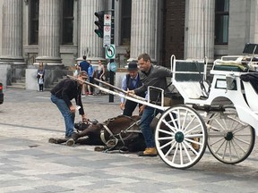 A horse collapsed in Old Montreal on September 4, 2017