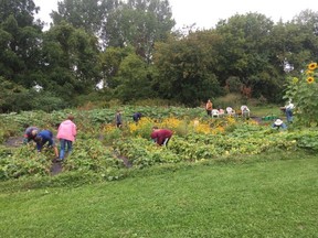 Volunteers from the Fritz Farm Youth Gardening Association were busy harvesting about 185 pounds of produce destined for local food banks on Saturday.