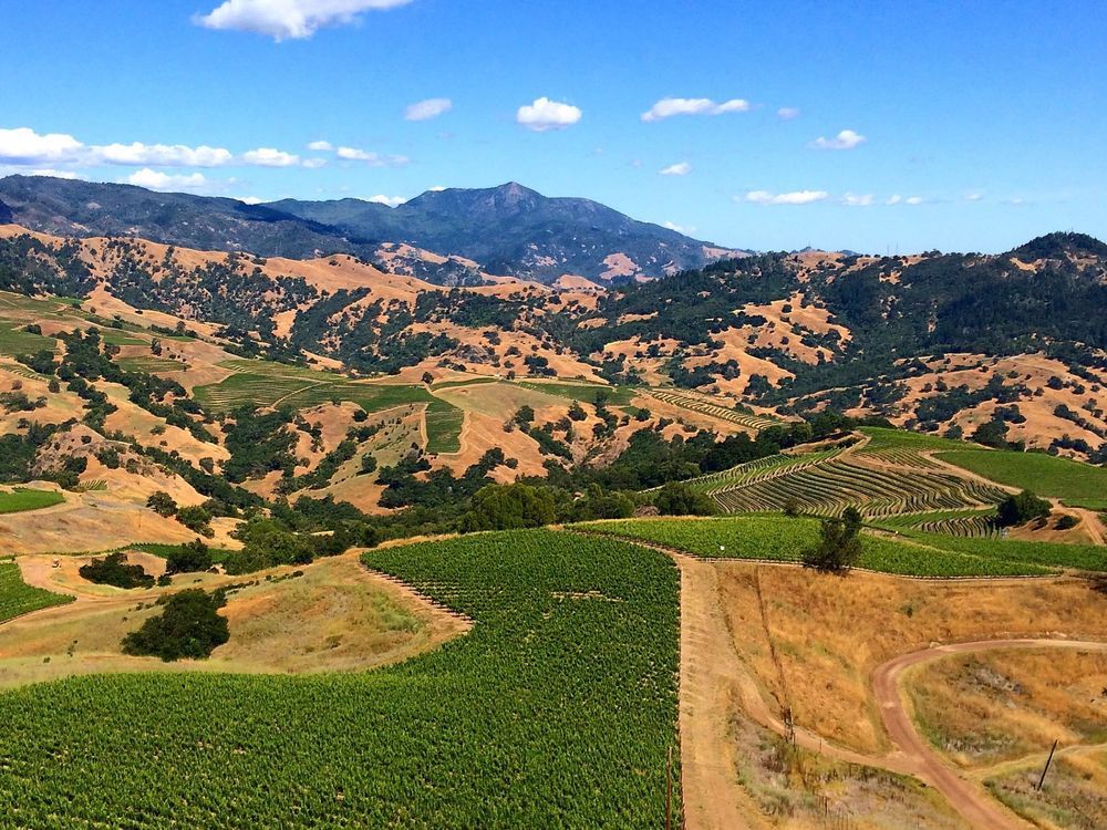 Understanding alcohol level in wines It's all about grape ripeness Montreal Gazette