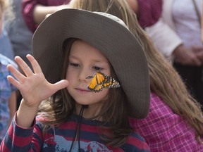 Ryan Hill releases a Monarch butterfly in Ste-Anne-de-Bellevue, in September 2016.
