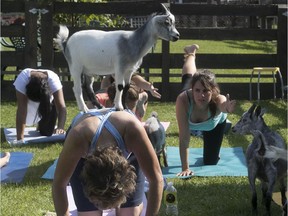 Rainbow the goat takes an active part in yoga session given at Ferme du Domaine Quinchien in Vaudreuil-Dorion on Saturday.