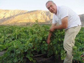Stefanos Georgas shows off some old-vine assyrtiko at Argyros winery on Santorini. Much like sauvignon blanc, assyrtiko is acid-driven.