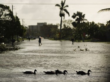 Ducks swim through a street the morning after Hurricane Irma swept through the area on Sept. 11, 2017, in Naples, Florida.