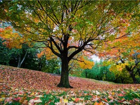 Leaves cover the ground under a tree at Mount-Royal Park in 2014.