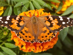 Painted ladies are waiting for "winds that they are going to be able to surf back to the south.”