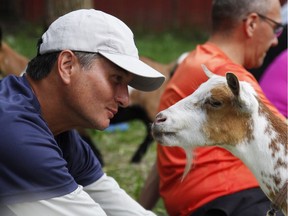Greg Wong looks at a goat during a goat yoga session at Oak Hollow Acres Farm in Burlington, Wis., on July 19, 2017.
