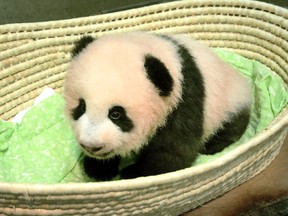 This Wednesday, Sept. 20, 2017 photo released by Tokyo Zoological Park Society, shows a female giant panda cub on the 100th day since her birth, at Ueno Zoo in Tokyo. The baby giant panda now has a name: Xiang Xiang in Chinese, or Shan Shan in Japanese, announced on Monday, Sept. 25, 2017. The name, whose Chinese characters mean fragrance, is chosen from more than 320,000 candidates from the public and was also approved by the Chinese authorities.