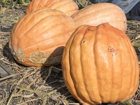 Halloween has become a holiday for some West Islanders.