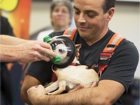 Harley has an oxygen mask placed over his head as he is held by firefighter Sebastien Masse during a demonstration introducing a survival kit for pets/animals by the Montreal Firefighters Association on Friday, Oct. 27, 2017.