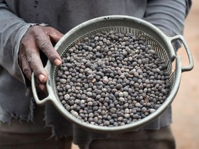 A man holds a colander full of dried Robusta coffee cherries before the beans are removed from their peel in the village of Leklebi Agbesia in the Volta Region of Ghana on August 23, 2017.