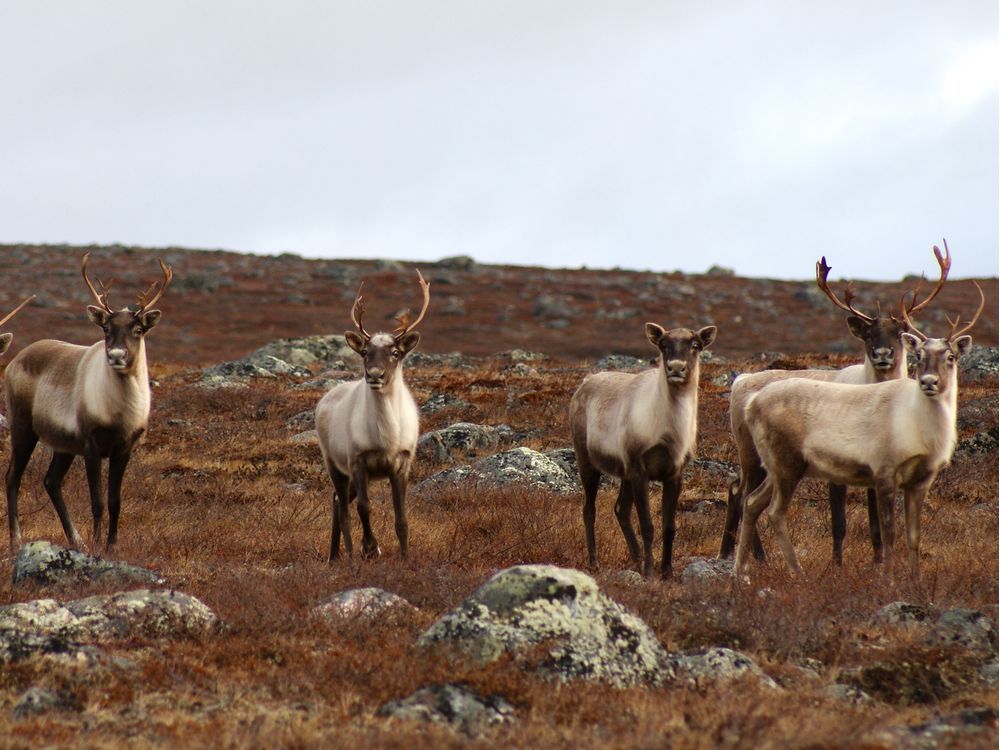 Inuit, First Nations sign 'historic' pact to protect Quebec caribou ...