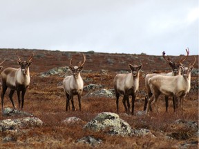 Since its foundation in 2009, the Ungava Caribou team has closely tracked the George River caribou's migration pattern and dwindling population numbers.