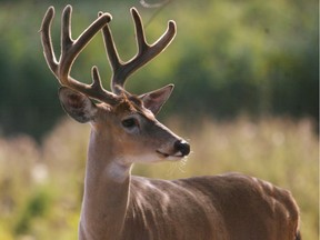 Hunters are not allowed to use rifles to shoot deer before Nov. 11.