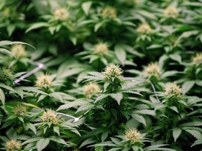 Growing flowers of cannabis intended for the medical marijuana market are shown at OrganiGram in Moncton, N.B., on April 14, 2016.