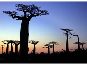 Ancient baobab trees silhouetted at dusk against the Madagascan sunset: In Tanzania, baobab fruit is part of the diet of the Hadza people, hunter-gatherers who seem to be spared diseases like colon cancer and diabetes, common in the West.