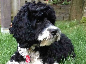 Ozzy, a four-year-old cockapoo, died after being attacked by a dog in Ste-Anne-de-Bellevue in September 2017.