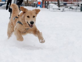 Rex plays in the fresh snow at the Parc Gallery dog park in Montreal in February 2017.