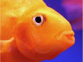 A 2015 Microsoft study found the human attention span has shrunk from 12 seconds to eight seconds since 2000, while a goldfish can still focus for nine seconds.