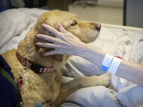 Colette Guitard, a patient on the palliative care unit of the Royal Victoria Hospital, meets therapy dog Grace, who reminds her of a very special golden retriever she knew many years ago.