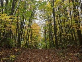 Some Pincourt residents launched an online petition to save Rousseau Forest, located between Olympique Blvd., Place Rousseau, Laflèche St. and 19th Ave.