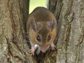 A white-footed mouse at McGill University's Gault Nature Reserve on Mont Saint Hilaire in the Montérégie.