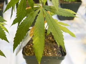 Cannabis seedlings which are grown at the new Aurora production facility for medical marijuana in Pointe-Claire.