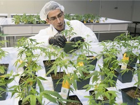 Dale Wilesack, senior person in charge at the Aurora Vie plant, checks cannabis seedlings in Pointe-Claire last Friday.