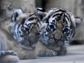 Tiger cubs.