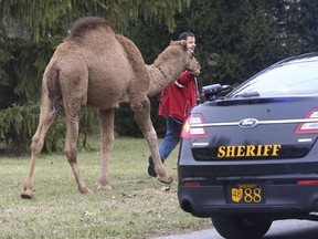 In a Friday, Nov. 17, 2017 photo, Nabil Shaheen walks his camel, a one-year-old male named Scooby, back home after Scooby escaped and went walking in west Toledo. Shaheen's neighbors were able to help corral Scooby and safely return him home. (Katie Rausch/The Blade via AP) ORG XMIT: OHTOL101

FRIDAY, NOV. 17, 2017 PHOTO,. MANDATORY CREDIT; SENTINEL-TRIBUNE OUT; MONROE NEWS OUT; TOLEDO FREE PRESS OUT; NO LICENSING EXCEPT BY AP COOPERATIVE MEMBERS
Katie Rausch, AP