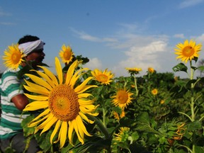 An Indian farmer works in his sunflower field near Allahabad on June 14, 2013. Sunflower is an important oil seed crop and in India it gained popularity amongst farmers due to the national priority of vegetable oil production.