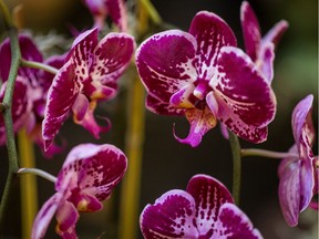 In Turkey, drinks and ice cream made from orchid flour are increasing in popularity. This is bad news for orchids, since it takes a couple of thousand tubers to produce a kilo of salep.