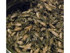 A bowl of frozen crickets.