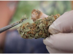 A vendor trims marijuana with scissors.