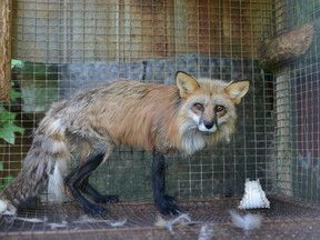 Jean-Luc Rodier, the owner of Visions JNJ Inc. in St-Jude, pleaded guilty to wilfully causing the suffering of foxes and wilfully neglecting to provide care.