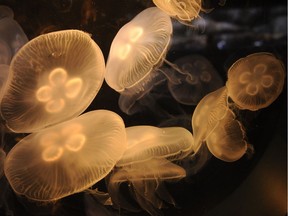 Moon Jellyfish swim in the Baja Gallery at the Aquarium of the Pacific in Los Angeles on November 26, 2009. The Aquarium which focuses on the Pacific Ocean, features a shark lagoon and three main viewing galleries where visitors can learn about ocean issues and conservation.