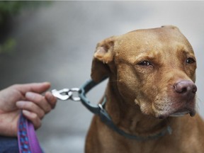 Projet Montréal is doing away with provisions in Montreal’s animal control bylaw that banned the acquisition of pit bulls and put special restrictions on current owners.