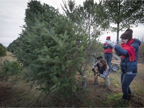 A Christmas tree is harvested at Quinn Farm in Notre-Dame-de-l’Ile-Perrot.