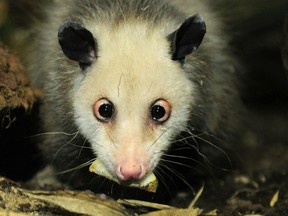 Heidi the cross-eyed opossum is pictured in her enclosure at the zoo in Leipzig, eastern Germany on June 9, 2011.