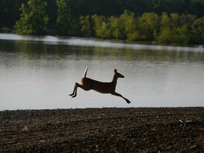 CANTON, MO- JUNE 19:  A deer runs near a field flooded by the Mississippi River June 19, 2008 in Canton, Missouri.  Reports indicate that many barges are stuck on the river because of the high water.