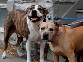 Two pit bulls take a break as their owner walks her two dogs in the Pointe Saint-Charles district of Montreal on Tuesday October 18, 2016.
