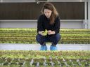 Lauren Rathmell inspects vegetables growing in a Lufa greenhouse in Anjou on Dec. 14, 2017.