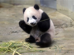 A female giant panda eats bamboo. Newly released documents show that British Prime Minister Margaret Thatcher refused to let a panda travel to Washington on her plane in 1981 in spite of suggestions that it'd be diplomatically advantageous.