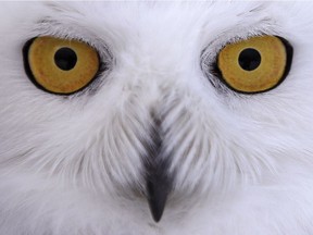 A Massachusetts snowy owl stares down a photographer.