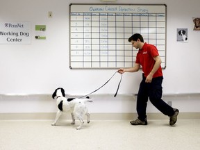 Researchers are working on training dogs to detect various forms of cancer.