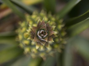 A pineapple grows on a farm in Florida: A British supermarket chain is promoting the sale of pineapple plants with a claim that they can curb snoring by increasing the oxygen content of the air at night. Joe Schwarcz says this theory has so many holes in it, it's hard to know where to start.